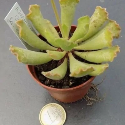 Adromischus cristatus fa. chiara 