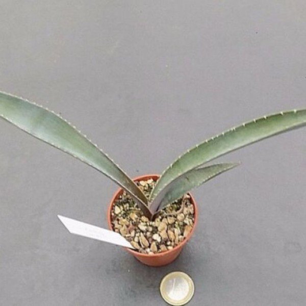 Agave rhodacantha dwarf  