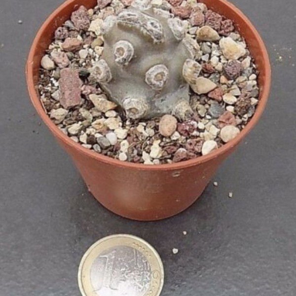 Tephrocactus molinensis Nobbly