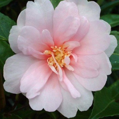 Camelia sasanqua Jean May