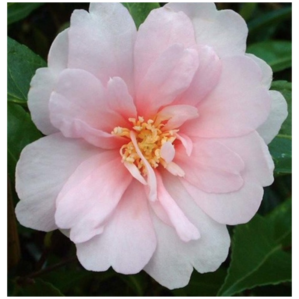 Camelia sasanqua Jean May