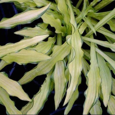 Hosta Kabitan