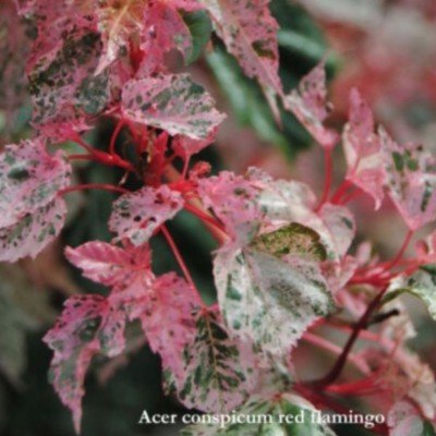 Acer conspicuum Red Flamingo