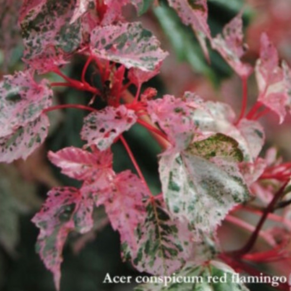 Acer conspicuum Red Flamingo