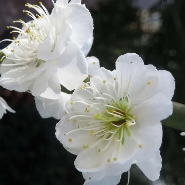 Prunus mume alboplena