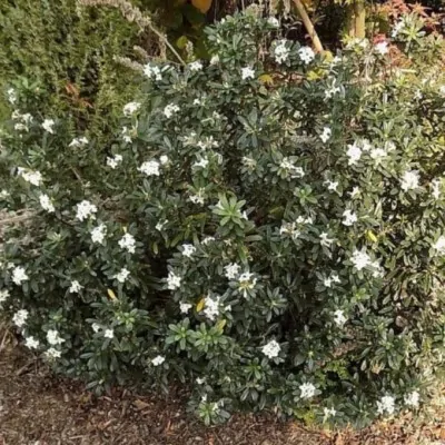 Daphne fragrantissima