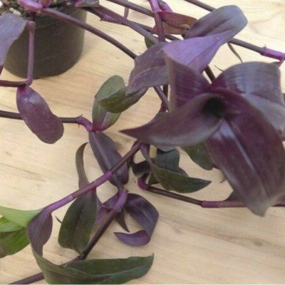 Tripogranda serrulata scimitans purple