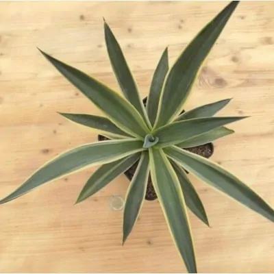 AGAVE DESMETTIANA variegata