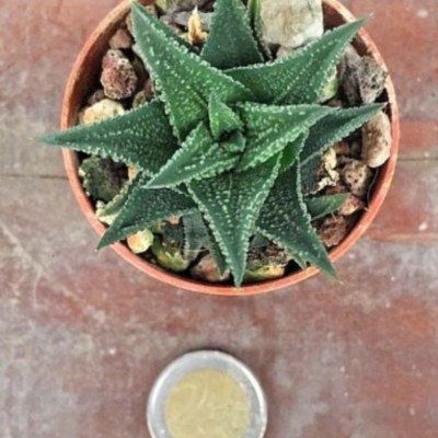 Haworthia glauca herrei x...