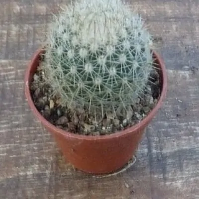 Mammillaria Fera rubra