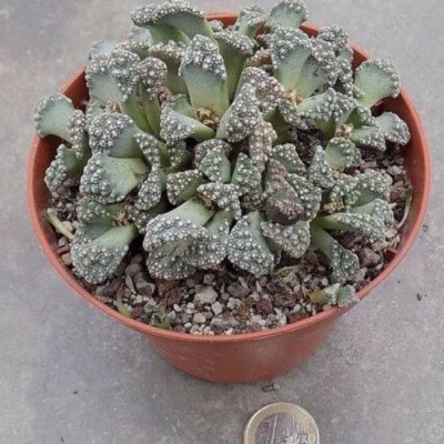 Titanopsis Calcarea 