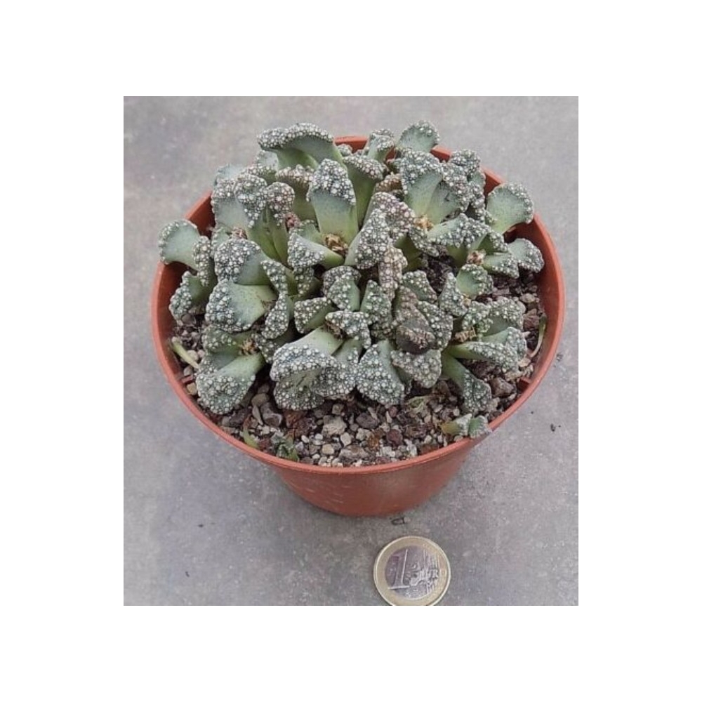 Titanopsis Calcarea 