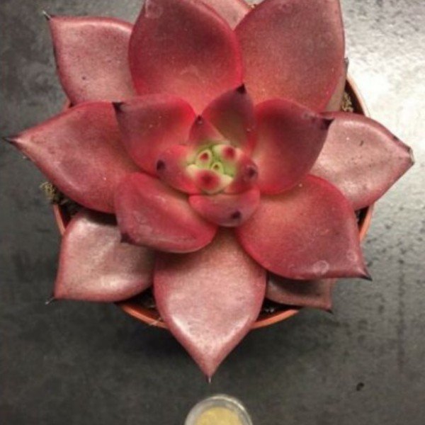 Echeveria agavoides taurus