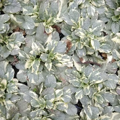 ajuga reptans Burgundy white