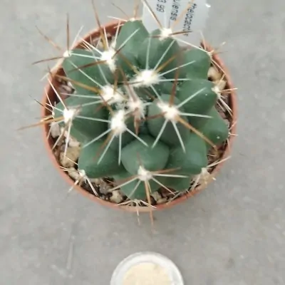 Thelocactus tulensis