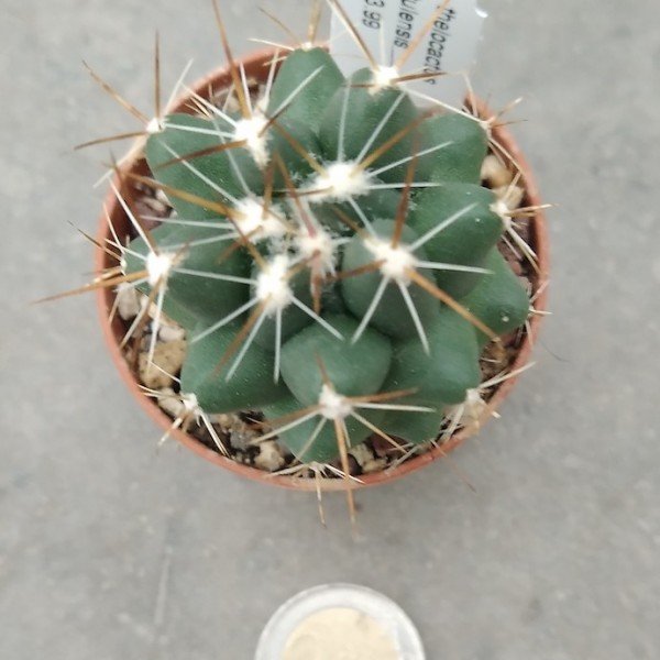 Thelocactus tulensis