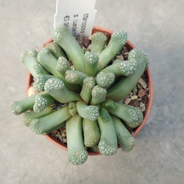 titanopsis luderitz