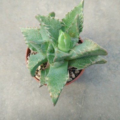 faucaria tigrina w. fort brown