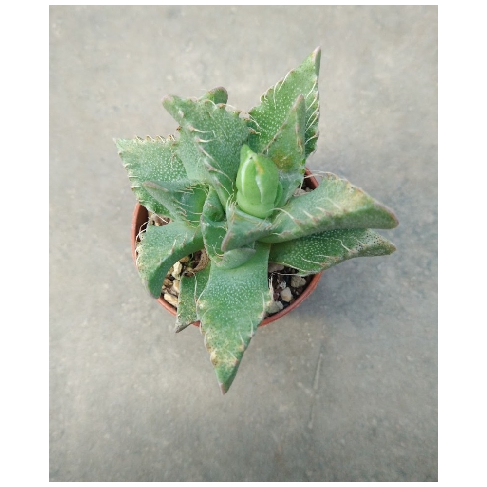 faucaria tigrina w. fort brown