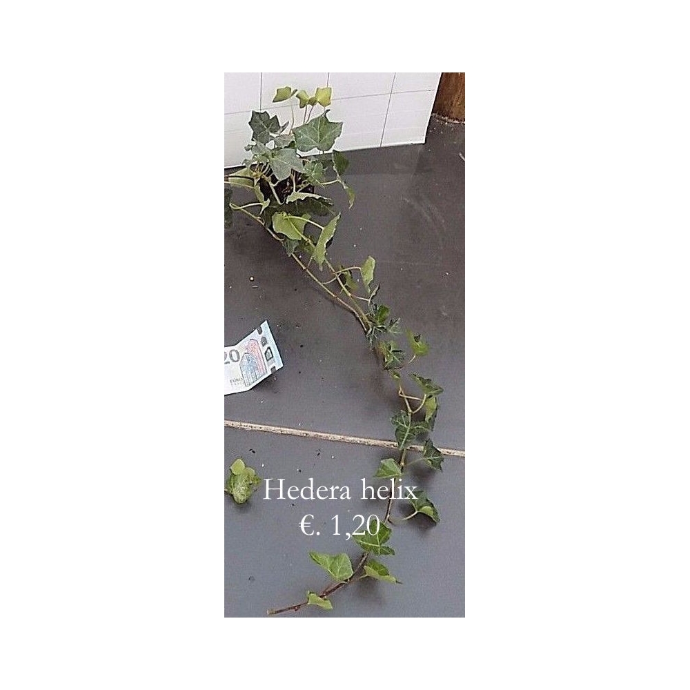 Hedera Helix cm.25/35