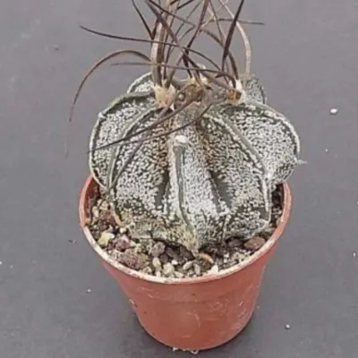 Astrophytum capricorne