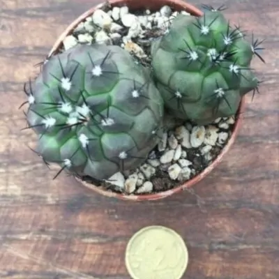 copiapoa Columna Alba X Montana