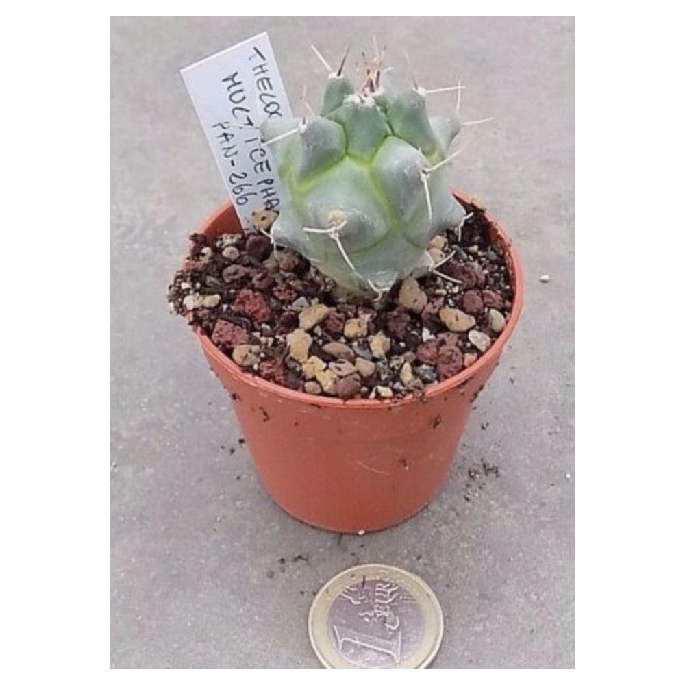 Thelocactus multicephalus pan- 266