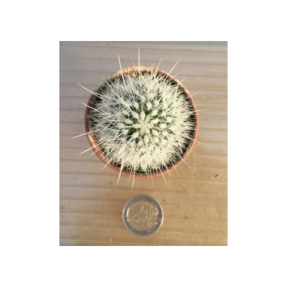 Thelocactus macdowellii