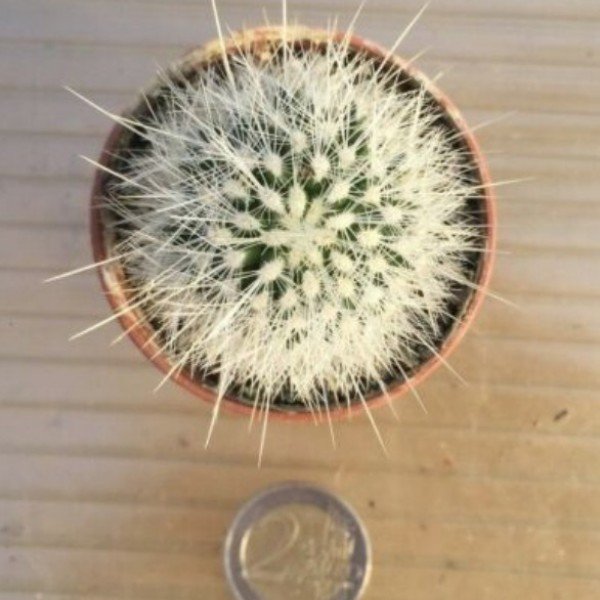 Thelocactus macdowellii