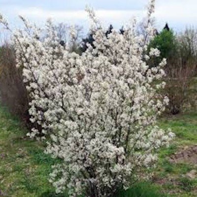 Amelanchier lamarckii vaso 9