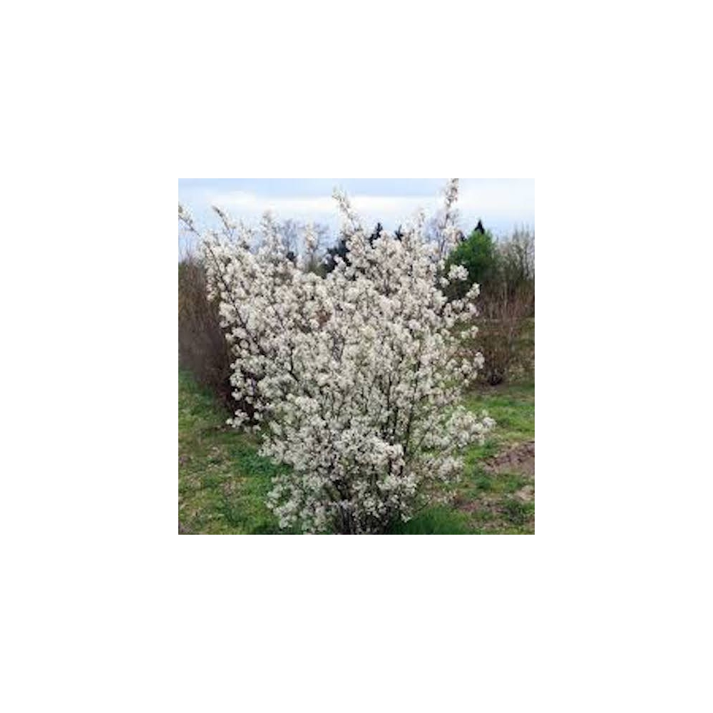 Amelanchier lamarckii vaso 9