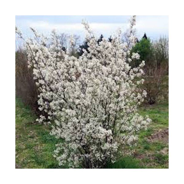 Amelanchier lamarckii vaso 9