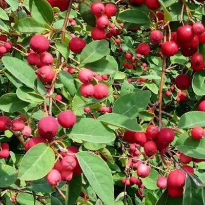 Amelanchier lamarckii vaso 9