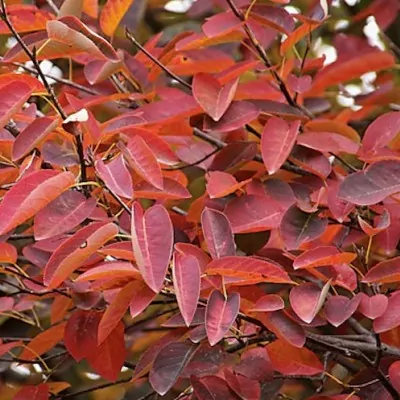 Amelanchier lamarckii vaso 9