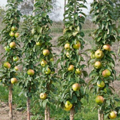 Malus Ballerina® 'Samba'- Columnar