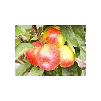 Malus Ballerina ® Flamenco