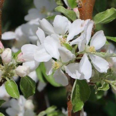 Malus Ballerina ® Flamenco