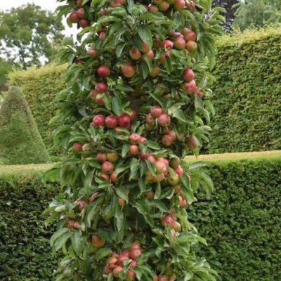 Malus Ballerina ® Flamenco