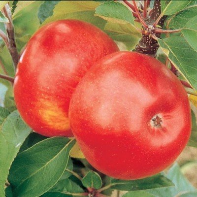 Malus Ballerina ® Flamenco