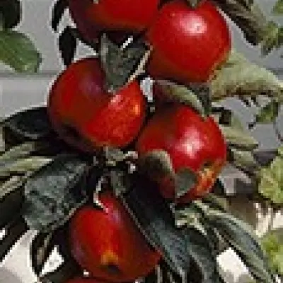 Malus Ballerina® 'Samba'- Columnar