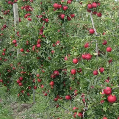 Malus Ballerina® 'Samba'- Columnar