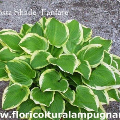 Hosta Shade Fanfare