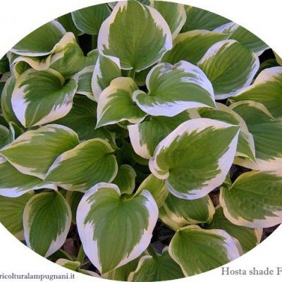 Hosta Shade Fanfare