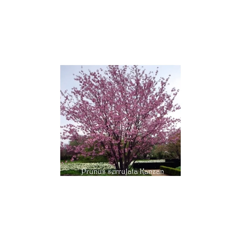 Prunus serrulata Kanzan  vaso 7/9