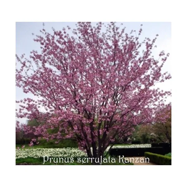 Prunus serrulata Kanzan  vaso 7/9