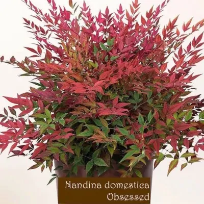 Nandina domestica Obsessed® vaso 15