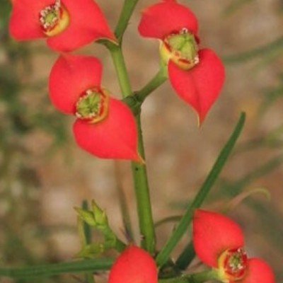  Euphorbia gottlebei 