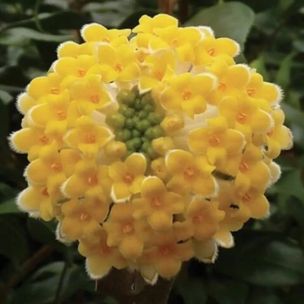 Edgeworthia chrysantha “Grandiflora"