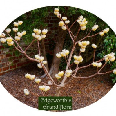 Edgeworthia chrysantha “Grandiflora"