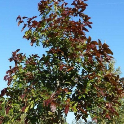  Quercus-Rysophylla-Marco-vaso 9x9